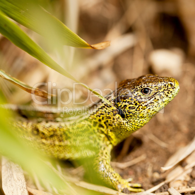 green and brown lizard macro closeup in nature outdoor summer