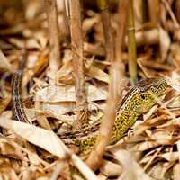 green and brown lizard macro closeup in nature outdoor summer
