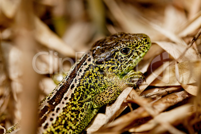 green and brown lizard macro closeup in nature outdoor summer