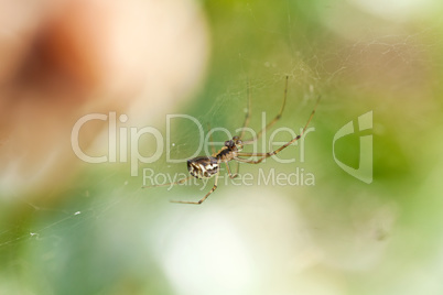 small spider on a cobweb spiderweb in summer outdoor garden