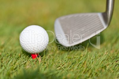 golf ball and iron on green grass detail macro summer outdoor