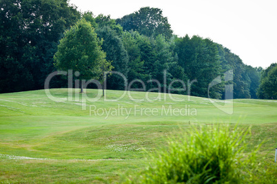 beautiful park geen grass and trees background copyspace