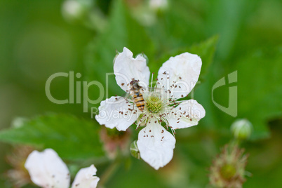 raspberry plant outdoor in garden summer berries flowes