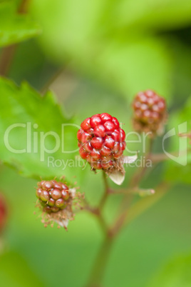 raspberry plant outdoor in garden summer berries flowes