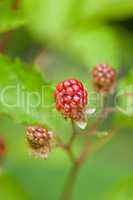 raspberry plant outdoor in garden summer berries flowes