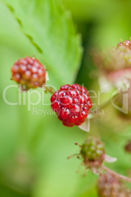 raspberry plant outdoor in garden summer berries flowes