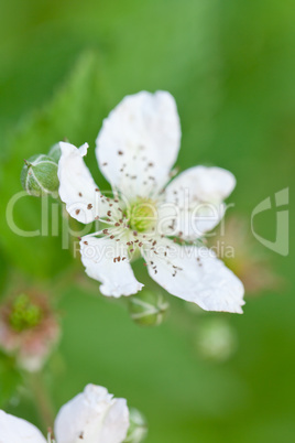 raspberry plant outdoor in garden summer berries flowes