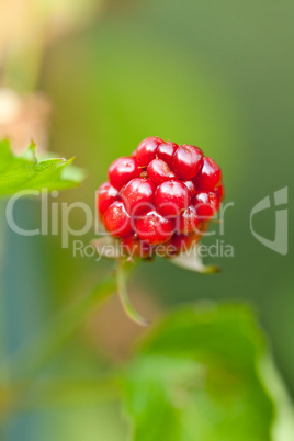 raspberry plant outdoor in garden summer berries flowes