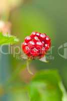 raspberry plant outdoor in garden summer berries flowes