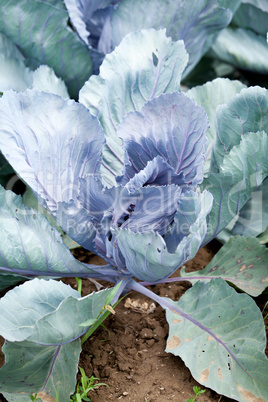 red cabbage on field in summer outdoor