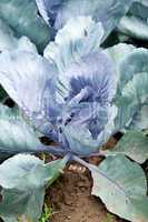 red cabbage on field in summer outdoor