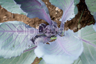 red cabbage on field in summer outdoor