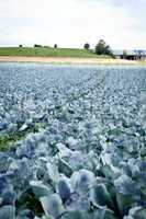 red cabbage on field in summer outdoor