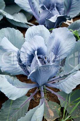 red cabbage on field in summer outdoor