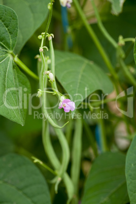 fresh green beans plant in garden macro closeup in summer