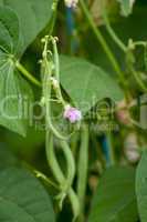 fresh green beans plant in garden macro closeup in summer