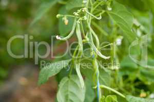 fresh green beans plant in garden macro closeup in summer