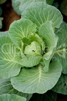 green cabbage plant field outdoor in summer