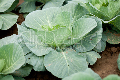 green cabbage plant field outdoor in summer