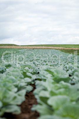 green cabbage plant field outdoor in summer