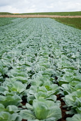 green cabbage plant field outdoor in summer