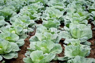 green cabbage plant field outdoor in summer