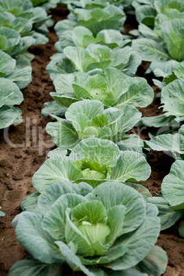 green cabbage plant field outdoor in summer