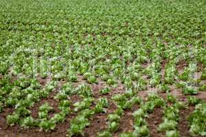 fresh green salad cabbage on field summer agriculture