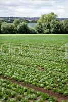 fresh green salad cabbage on field summer agriculture