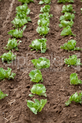 fresh green salad cabbage on field summer agriculture