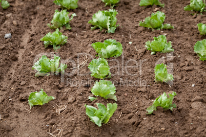 fresh green salad cabbage on field summer agriculture