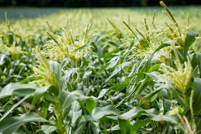 fresh green corn in summer on field agriculture vegetable