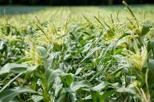 fresh green corn in summer on field agriculture vegetable