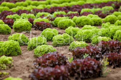fresh green and red lettuce salad field summer
