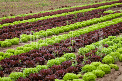 fresh green and red lettuce salad field summer