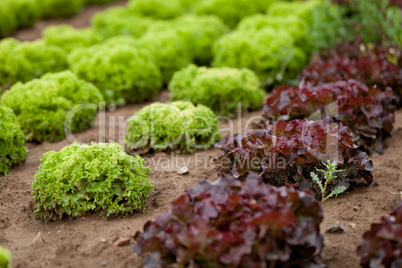 fresh green and red lettuce salad field summer