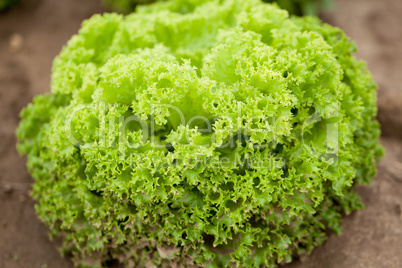 fresh green and red lettuce salad field summer