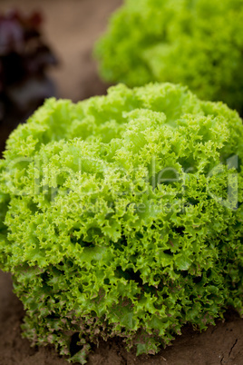 fresh green and red lettuce salad field summer