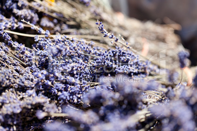 fresh aromatic lavender in basket macro outdoor