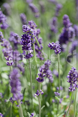 fresh aromatic lavender in basket macro outdoor