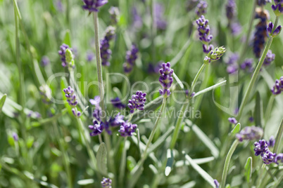 fresh aromatic lavender in basket macro outdoor