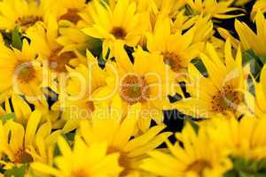 colorful yellow sunflowers macro outdoor