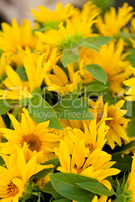 colorful yellow sunflowers macro outdoor