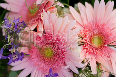 beautiful colorful collection of flowers spring summer celebration