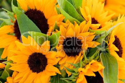 colorful yellow sunflowers macro outdoor