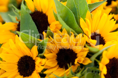 colorful yellow sunflowers macro outdoor