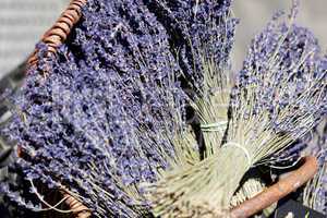 fresh aromatic lavender in basket macro outdoor