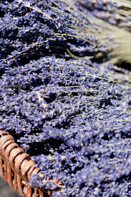 fresh aromatic lavender in basket macro outdoor