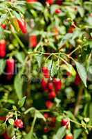 spicy red hot chilli pepper on tree in summer outdoor