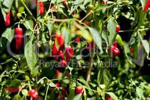 spicy red hot chilli pepper on tree in summer outdoor